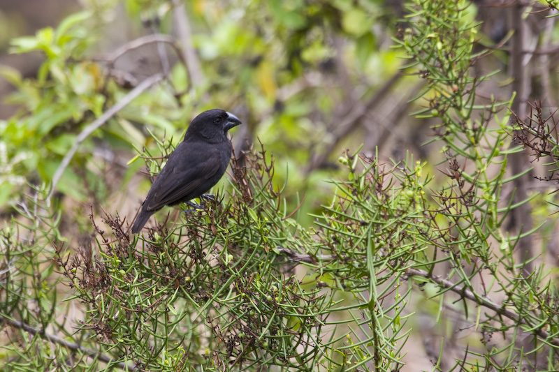 Medium Ground Finch